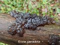 Exidia glandulosa-amf793-1